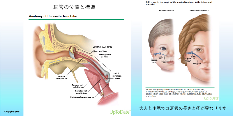 耳管の位置と構造